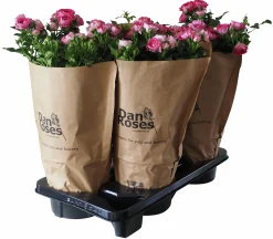 Rosor Flower Circus Mix 19cm kruka