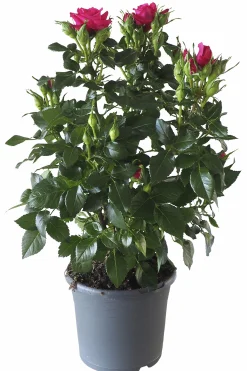 Rosor Flower Circus Mix 19cm kruka