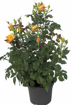 Rosor Flower Circus Mix 19cm kruka