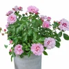 Ros Persica Mix 21cm kruka