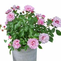 Ros Persica Mix 21cm kruka