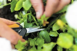 Örtsax Fiskars Snip SP130