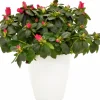 Rumsazalea lat. Rhododendron Azalea Röd/Vit