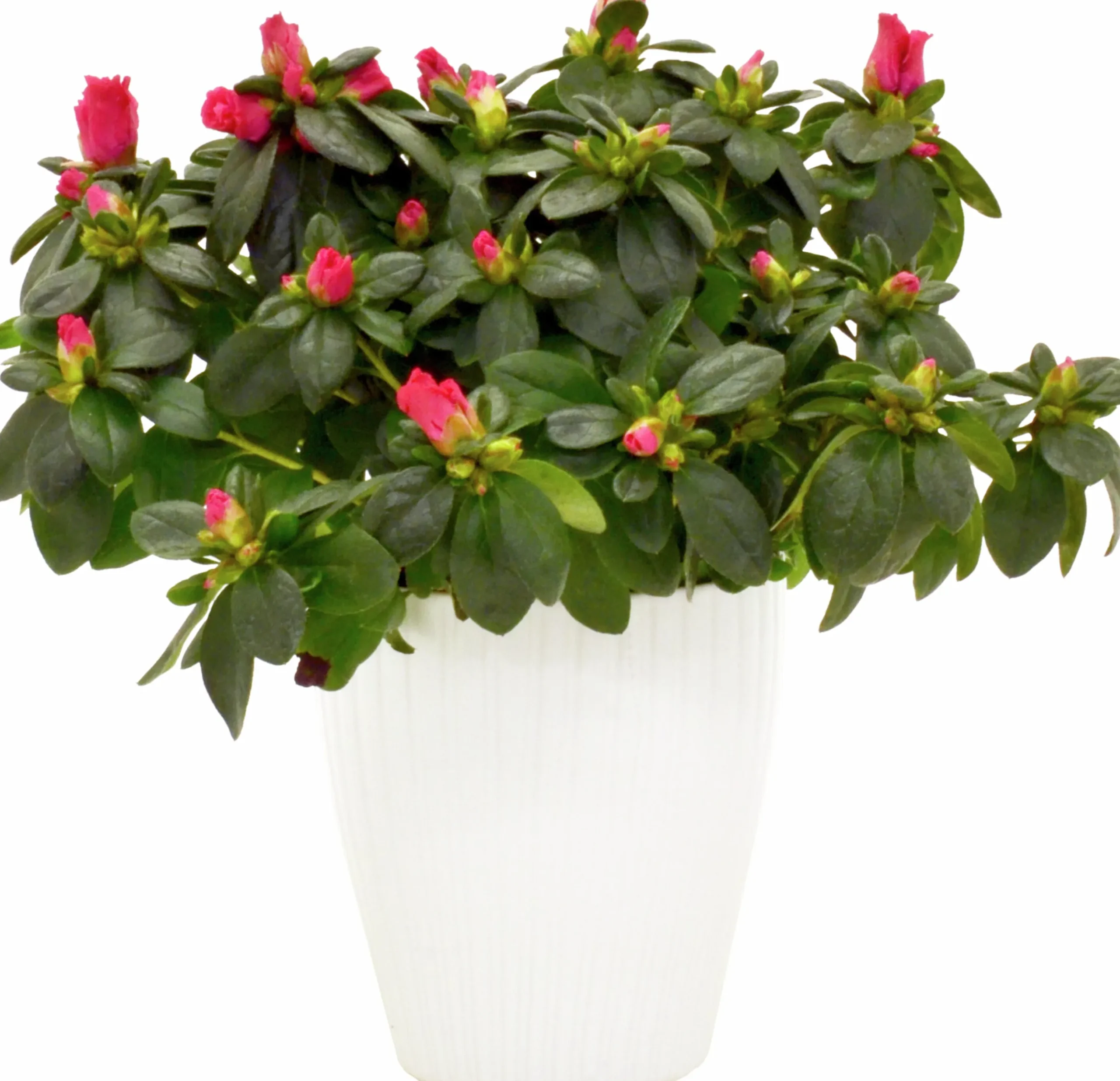 Rumsazalea lat. Rhododendron Azalea Röd/Vit