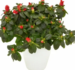 Rumsazalea lat. Rhododendron Azalea Röd/Vit