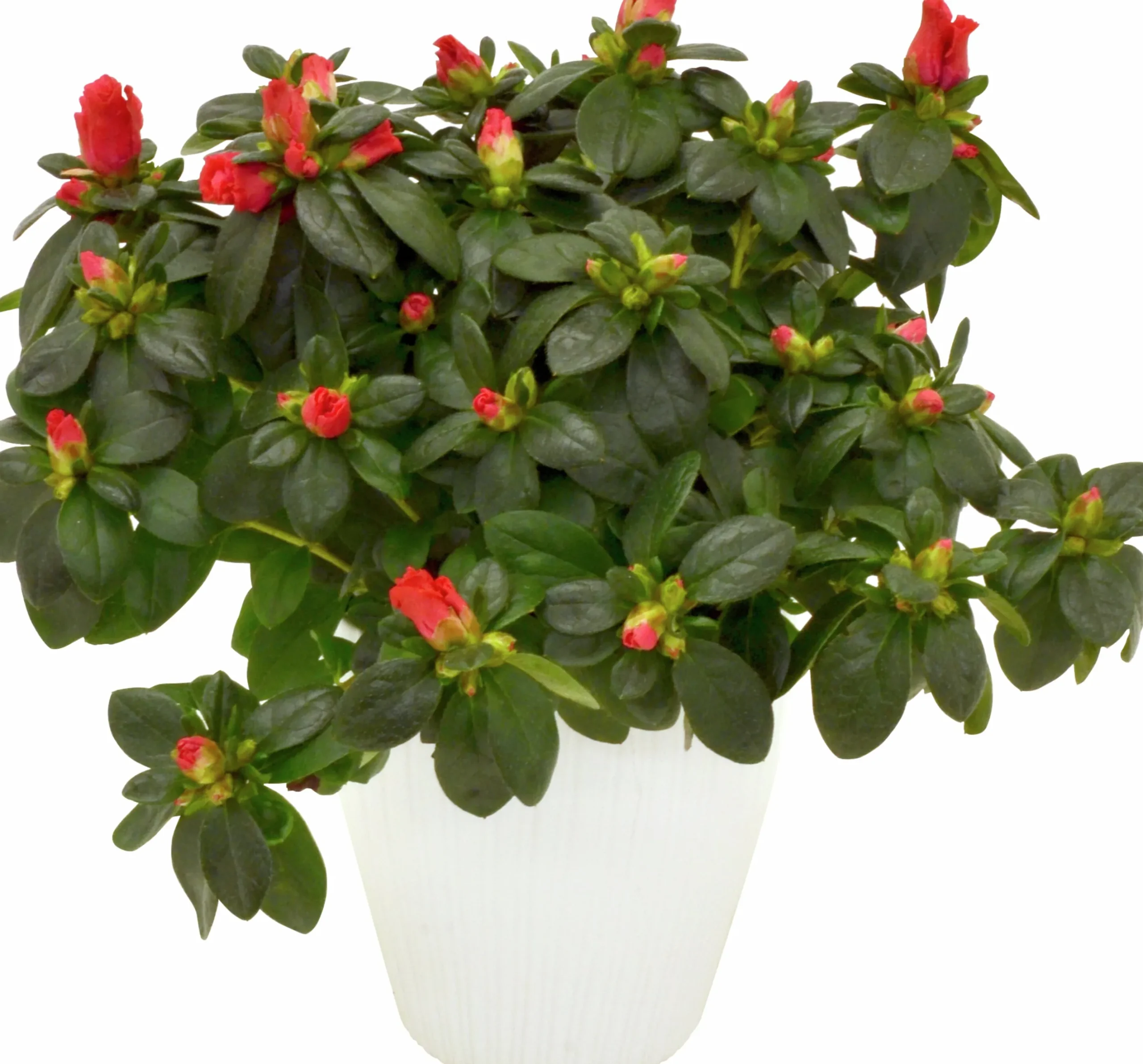 Rumsazalea lat. Rhododendron Azalea Röd/Vit