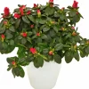 Rumsazalea lat. Rhododendron simsii Vit/Röd