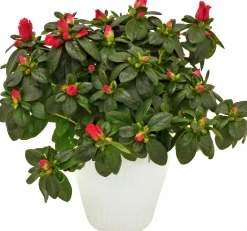 Rumsazalea lat. Rhododendron simsii Vit/Röd