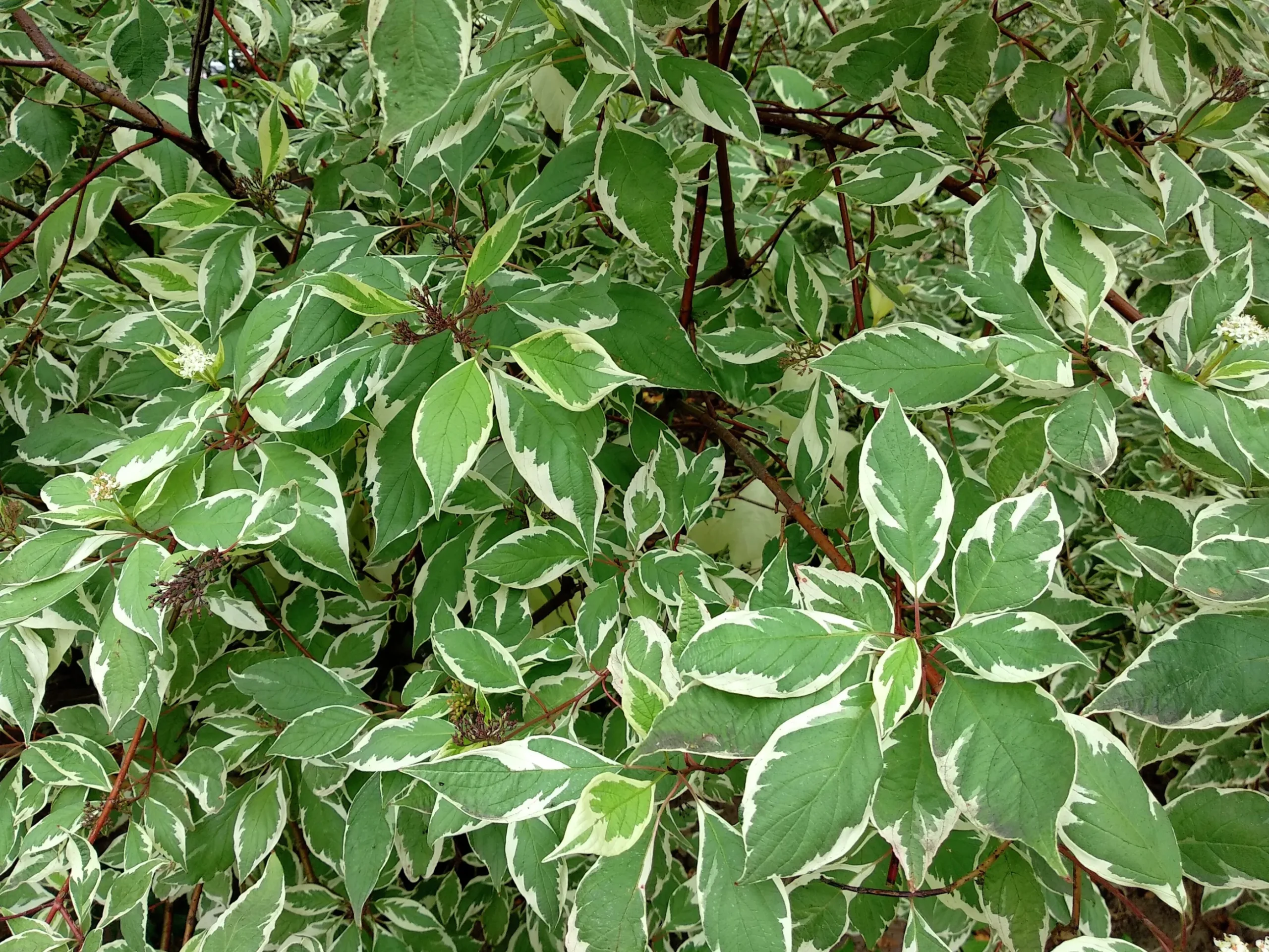 Rysk kornell 'Bailhalo'