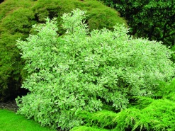 Rysk kornell 'Elegantissima' Krukodlad