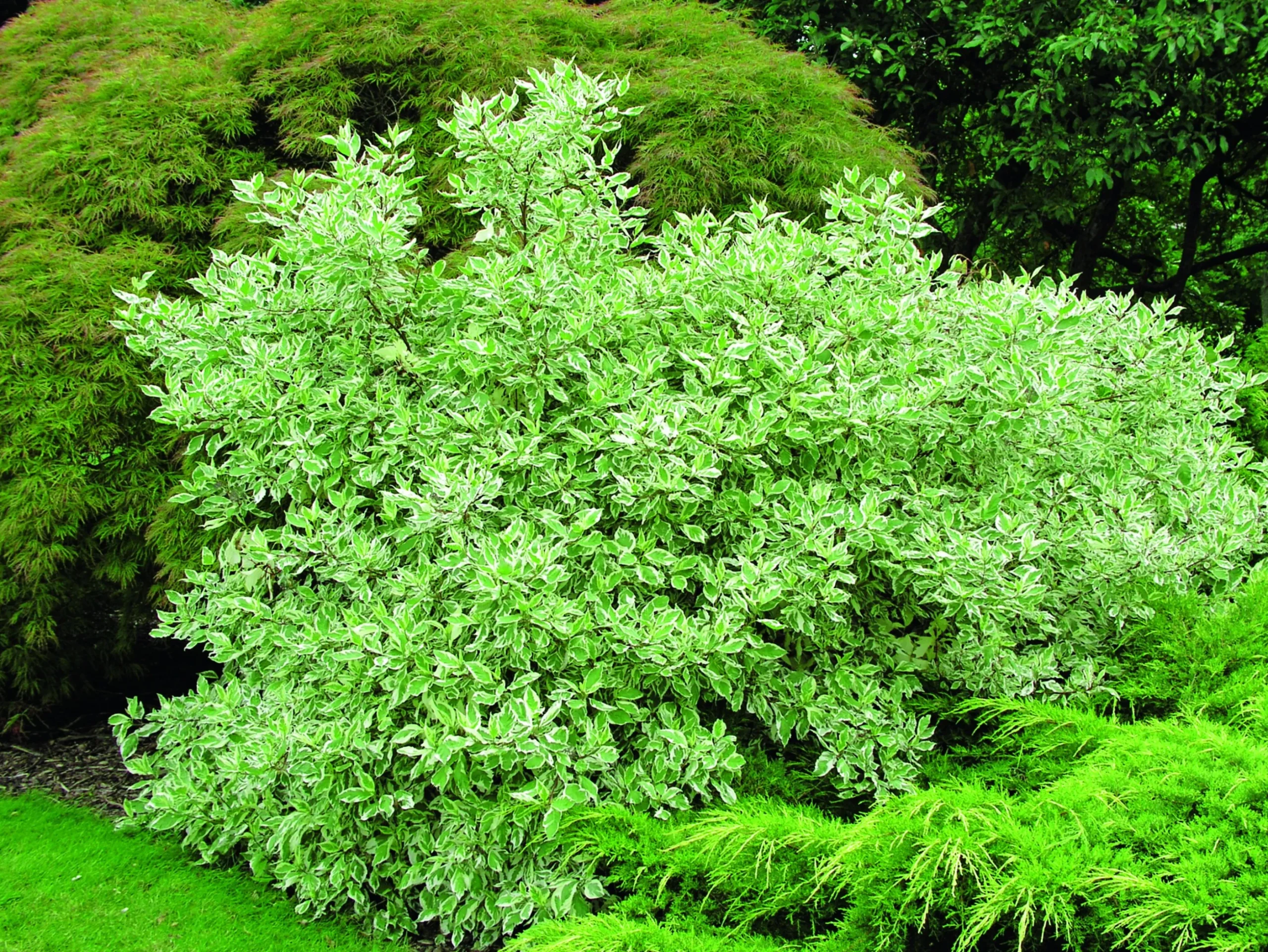 Rysk kornell 'Elegantissima' Krukodlad