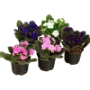 Saintpaulia lat. Saintpaulia ionantha