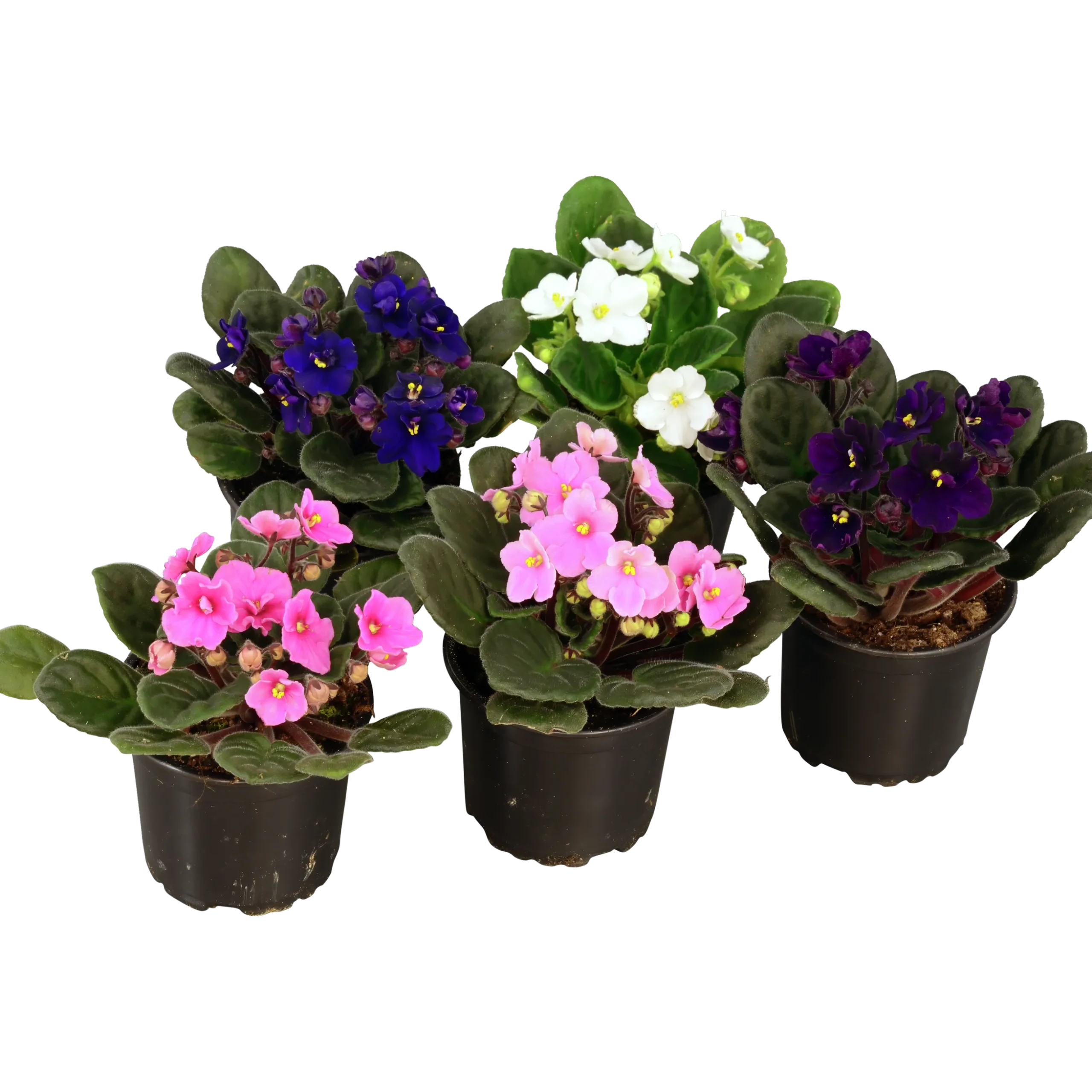 Saintpaulia lat. Saintpaulia ionantha