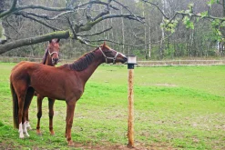 Saltstenshållare Young Line med tak svart 10kg