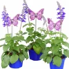 Salvia lat. Salvia farinacea 'Mystic Spires Blue'