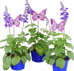 Salvia lat. Salvia farinacea 'Mystic Spires Blue'