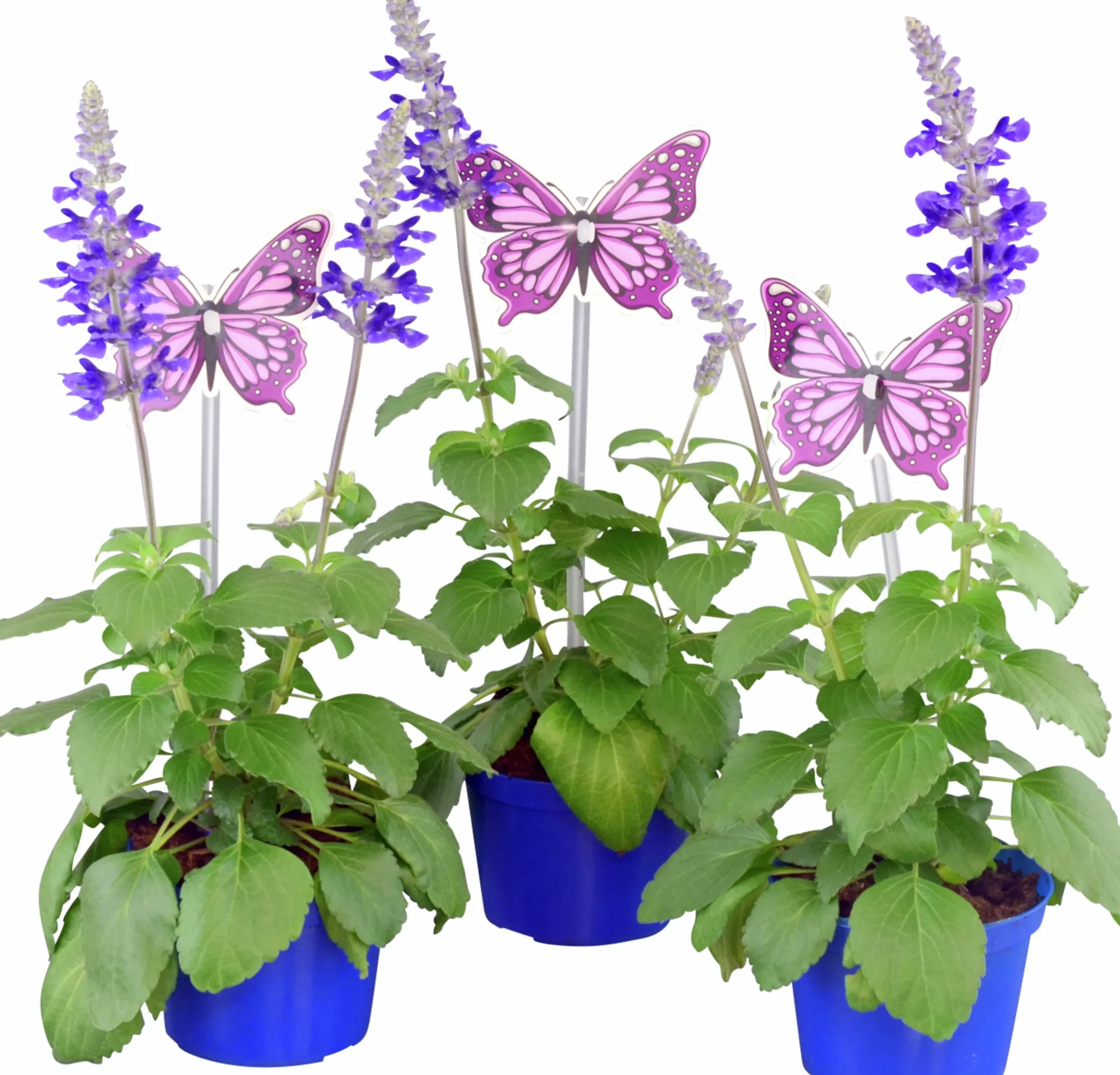 Salvia lat. Salvia farinacea 'Mystic Spires Blue'