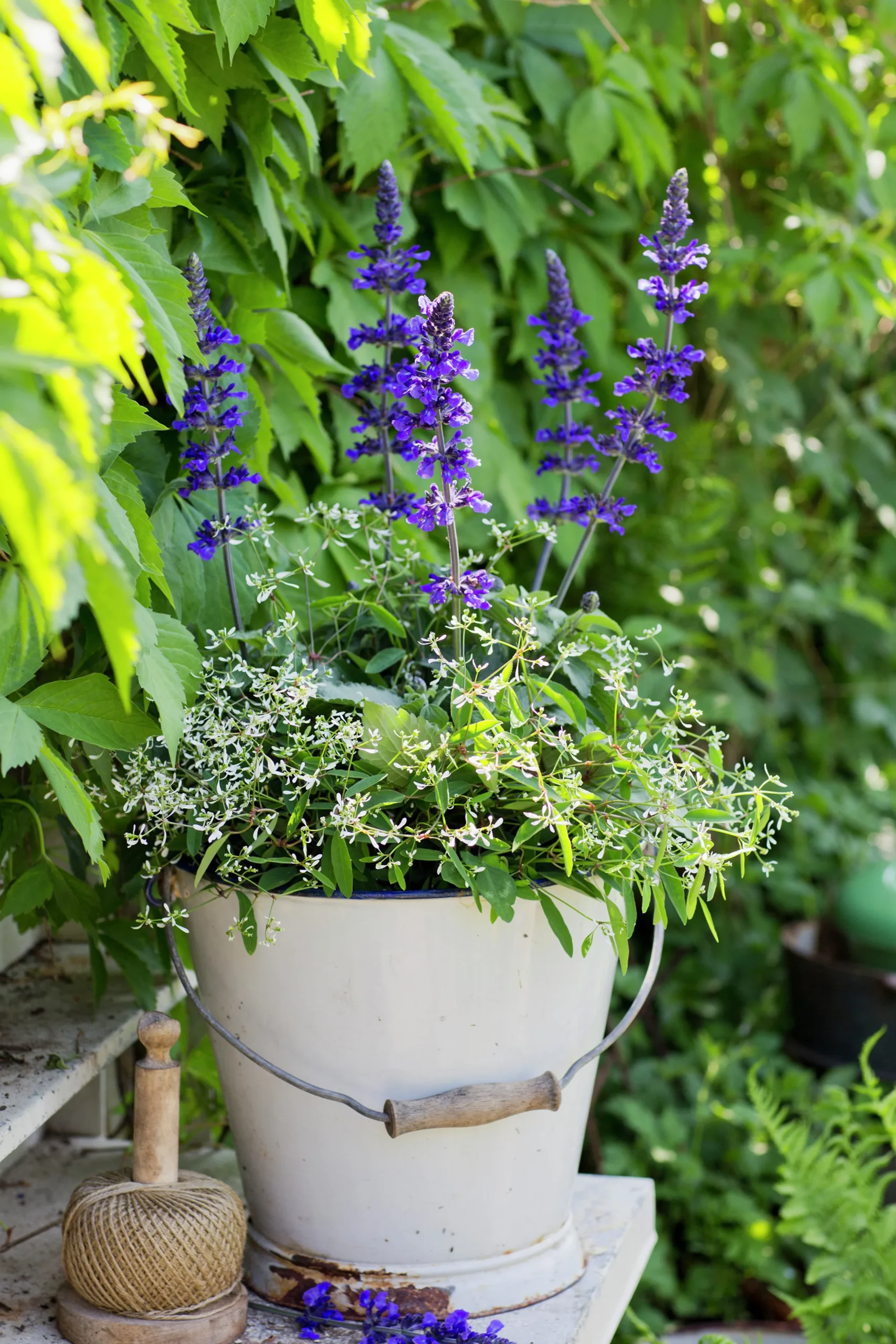 Salvia lat. Salvia farinacea 'Mystic Spires Blue'