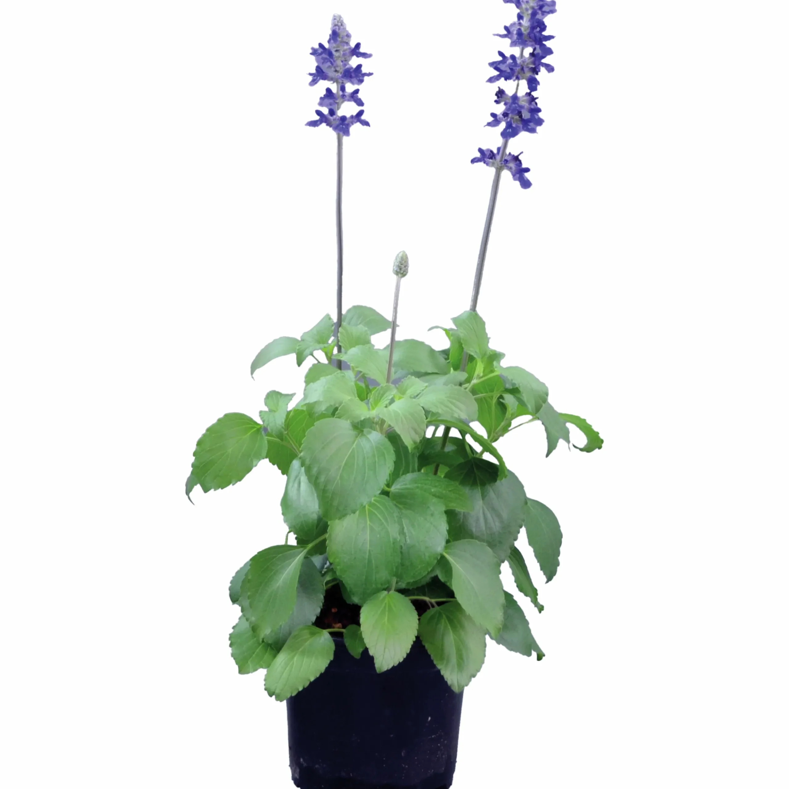 Salvia lat. Salvia farinacea 'Mystic Spires Blue'