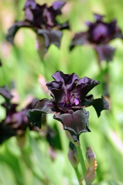 Sammetsiris 'Black Form'