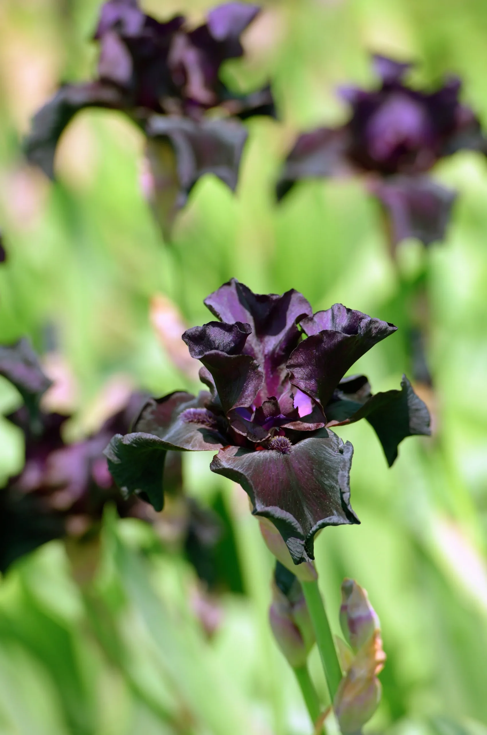 Sammetsiris 'Black Form'