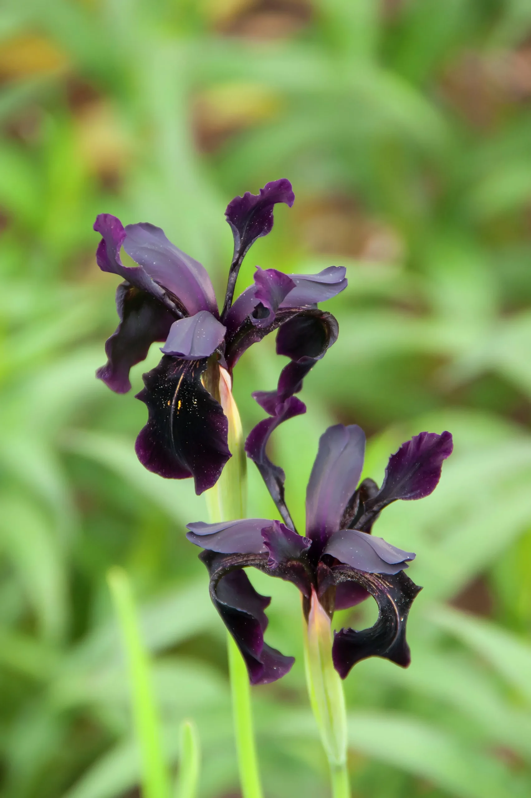 Sammetsiris 'Black Form'