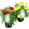 Sammetstagetes Mix i 11cm kruka