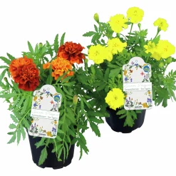 Sammetstagetes Mix i 11cm kruka