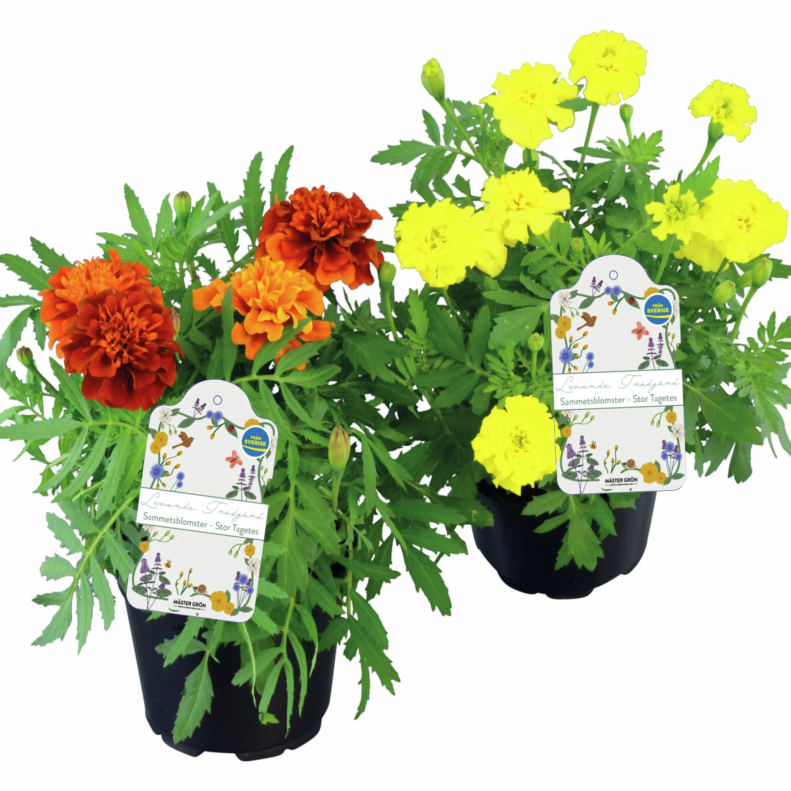 Sammetstagetes Mix i 11cm kruka