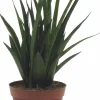 Sansivieria Kirkii lat. Sansevieria kirkii