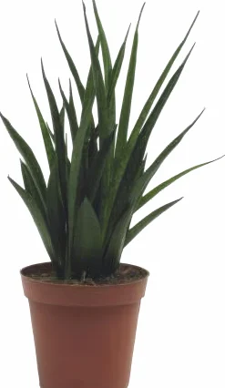 Sansivieria Kirkii lat. Sansevieria kirkii