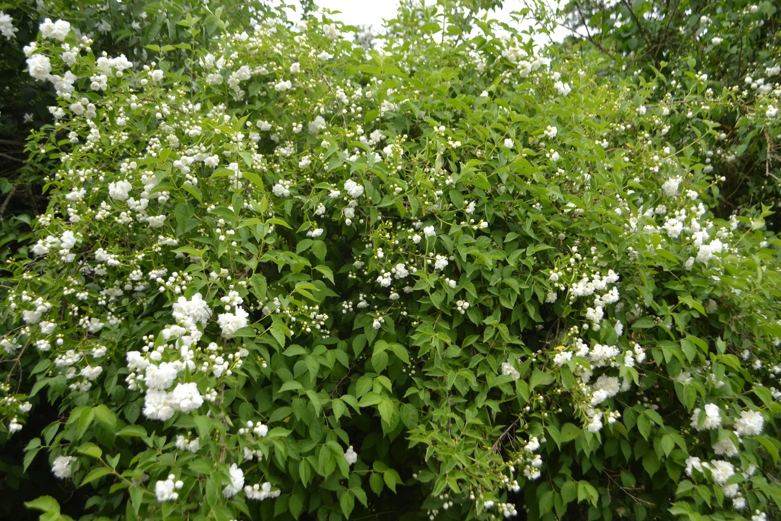 Scharlakanshagtorn Barrotad