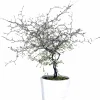 Sicksakbuske lat. Corokia cotoneaster