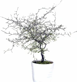 Sicksakbuske lat. Corokia cotoneaster