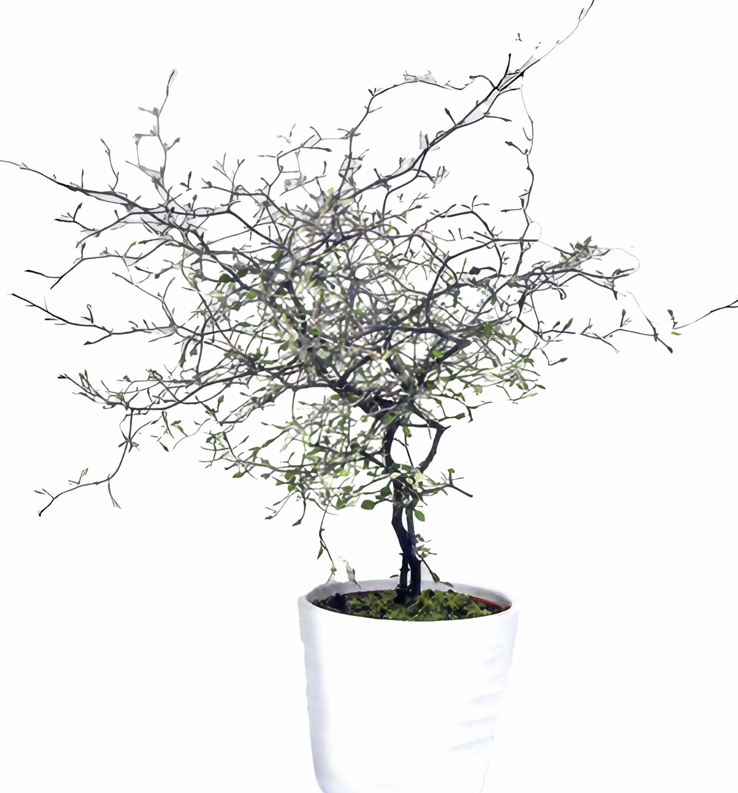 Sicksakbuske lat. Corokia cotoneaster