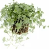 Silvernjurvinda lat. Dichondra argentea 'Silver Falls'