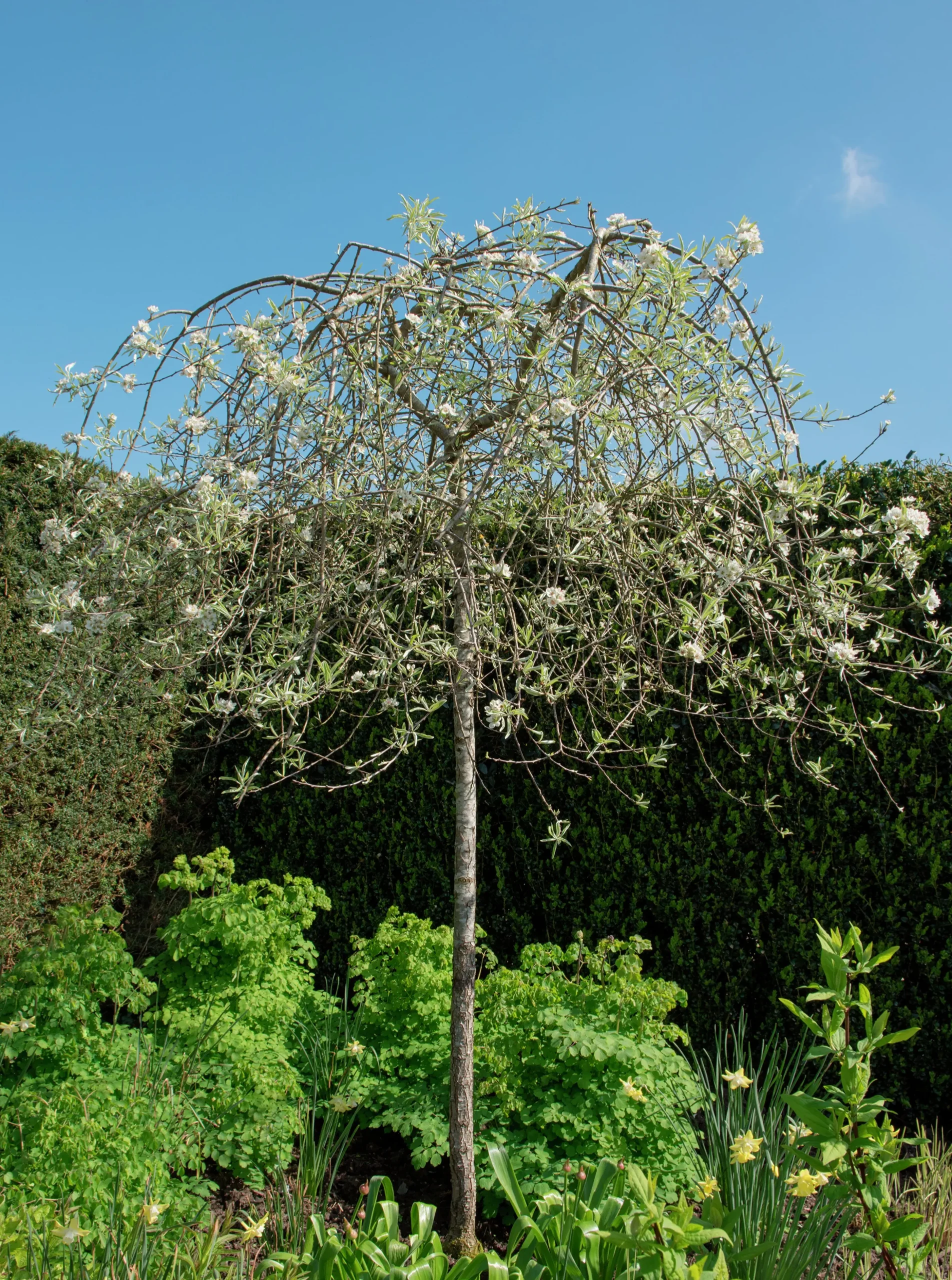 Silverpäron 'Pendula'