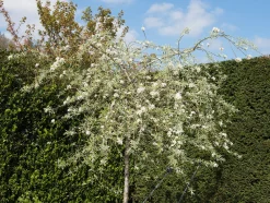 Silverpäron 'Pendula' Högstam