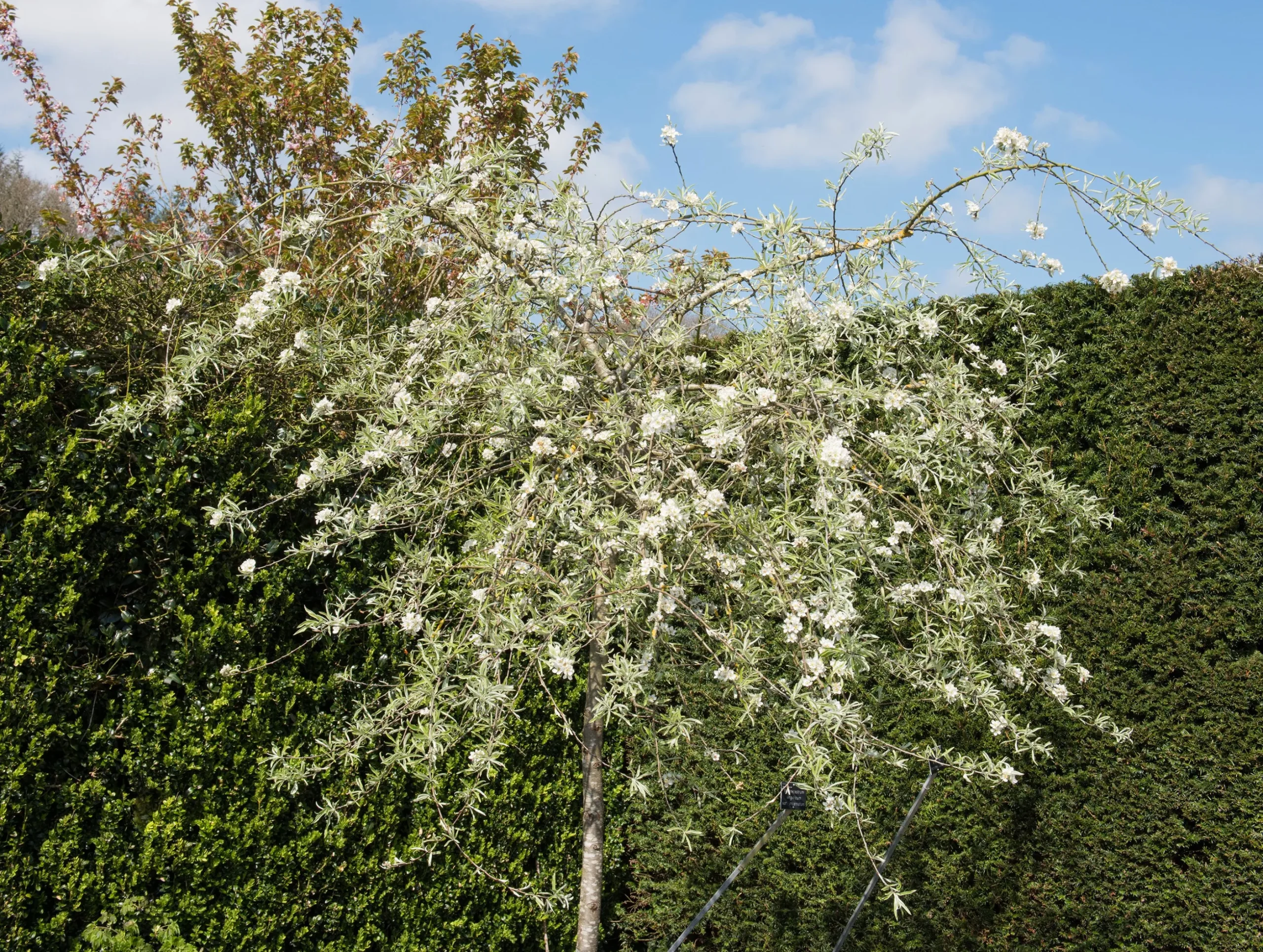 Silverpäron 'Pendula' Högstam