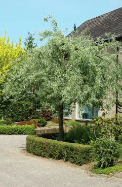 Silverpäron 'Pendula' Högstam