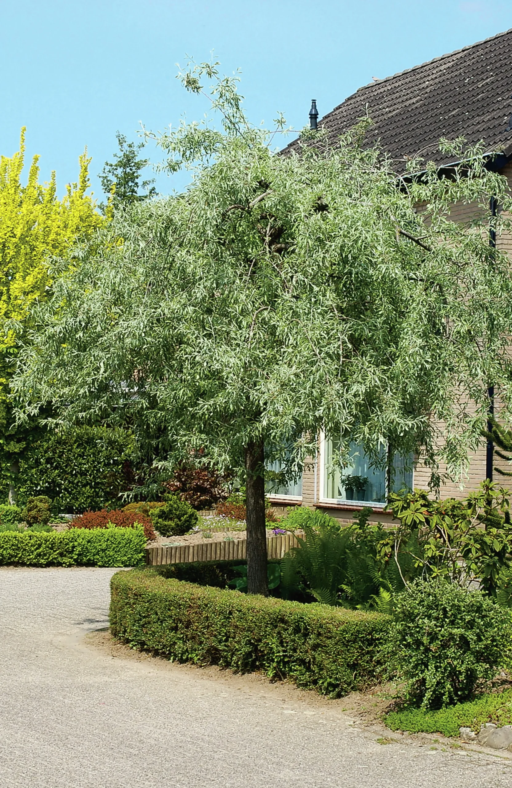 Silverpäron 'Pendula' Högstam