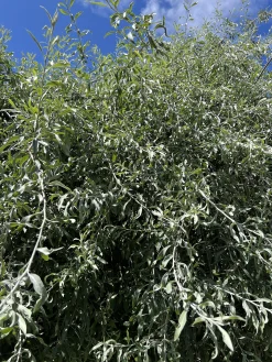 Silverpäron 'Pendula' Högstam