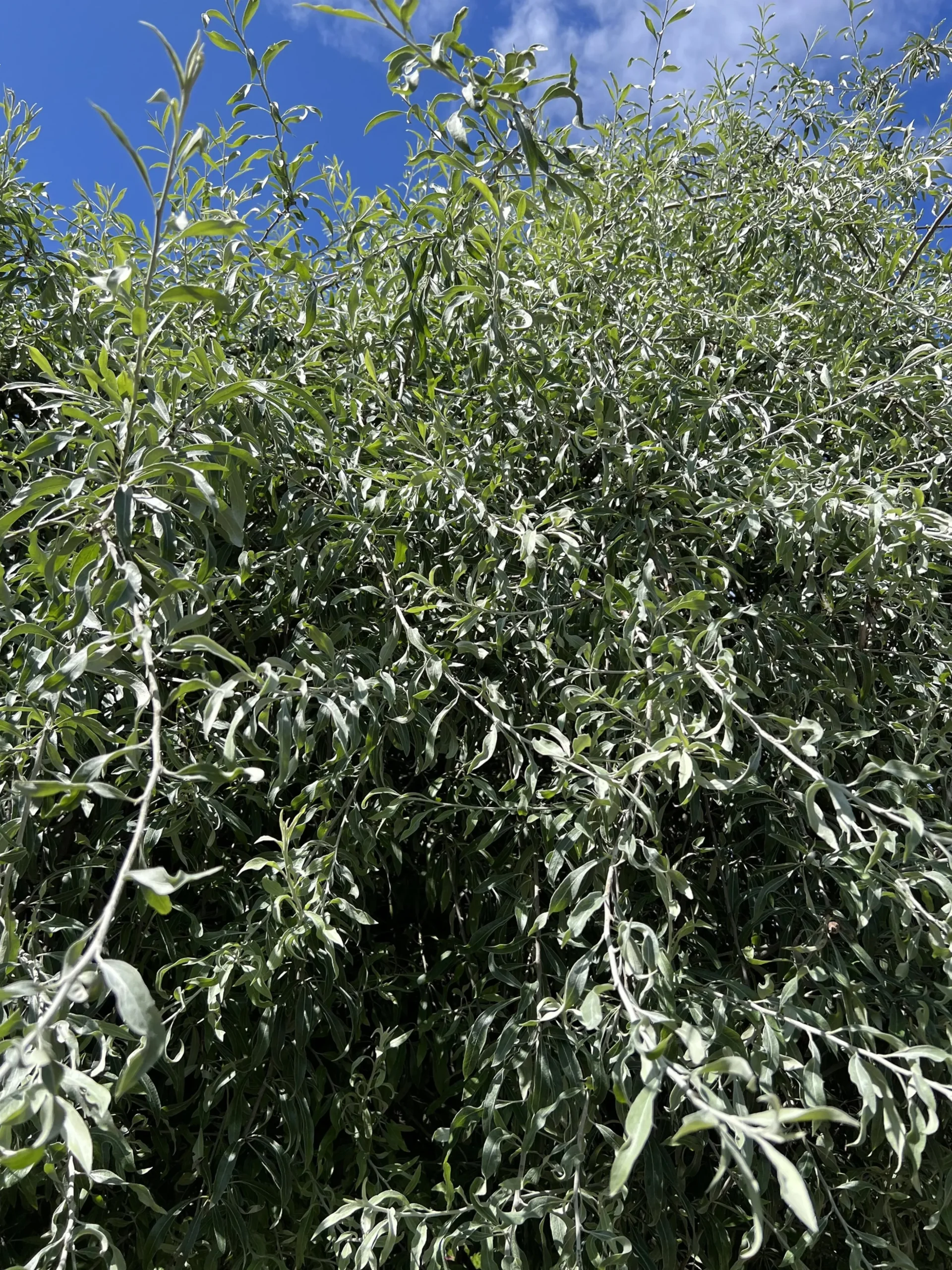 Silverpäron 'Pendula' Högstam