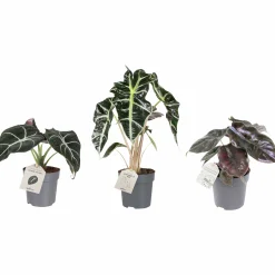 Skelettsköld lat. Alocasia Exklusiv Mix i 11cm kruka