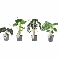 Skelettsköld lat. Alocasia Mix i 11cm kruka