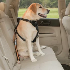 Säkerhetsbälte Kurgo Hund Svart/Orange
