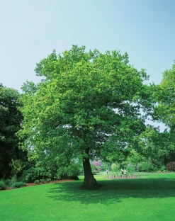 Skogsek ca 150-200cm