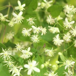 Skogsklematis Vitalba