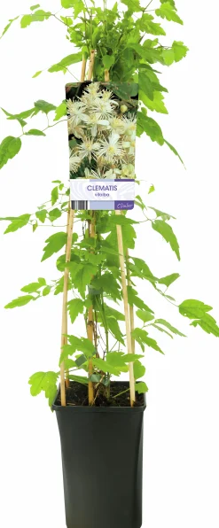Skogsklematis Vitalba