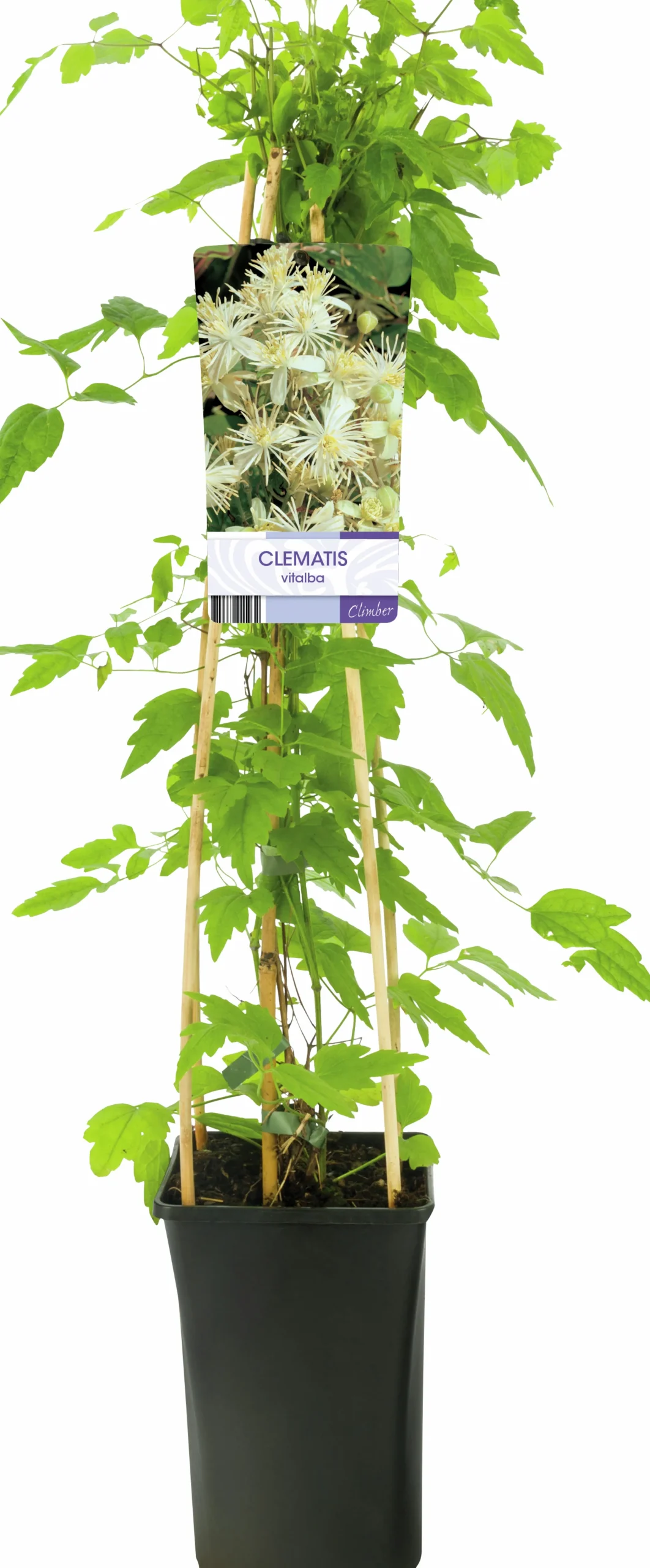 Skogsklematis Vitalba